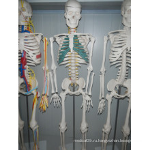 ГОРЯЧИЕ ПРОДАЖИ модель человеческого скелета с нервным скелетом 85CM